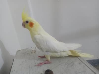 Cocktail self feed chicks for sale