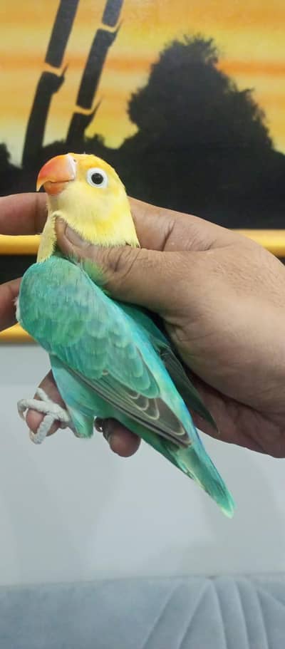 PARBLUE OPALINE POSSIBLE DUNFALLOW