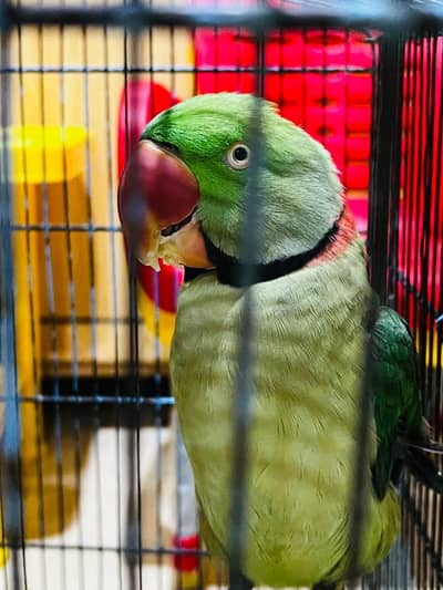 Raw Alexander parrot for sale