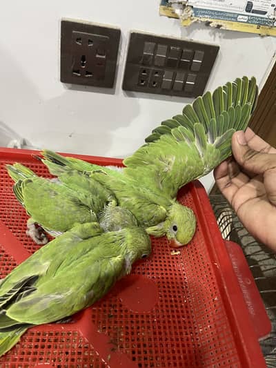 Green ringneck chicks