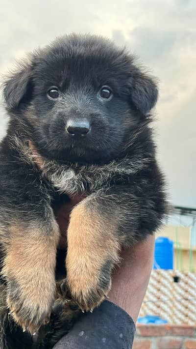 female puppies urgent for sale