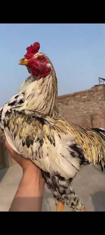 Cheena patha Miiawali breed