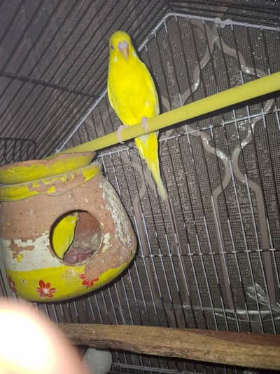 Australian pair with chicks 03071458831 whatsapp