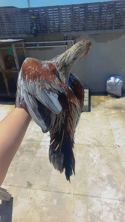 MASHALLAH TOP QUALITY SALETA JAMBO SIZE PATHA.