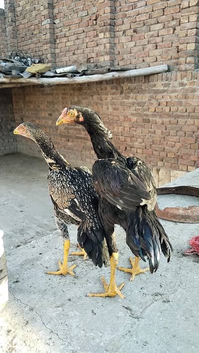 top quality aseel pair 03017133104