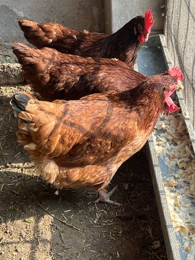 Pure RIR Egg Laying females