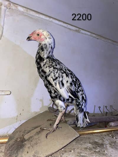 Aseel Hens for sell