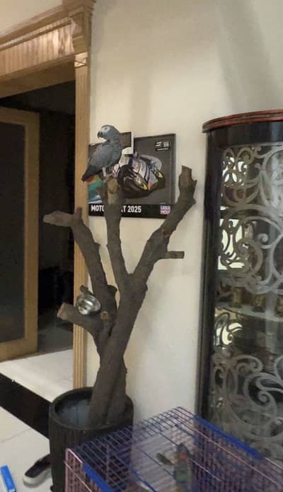 Parrot Stand