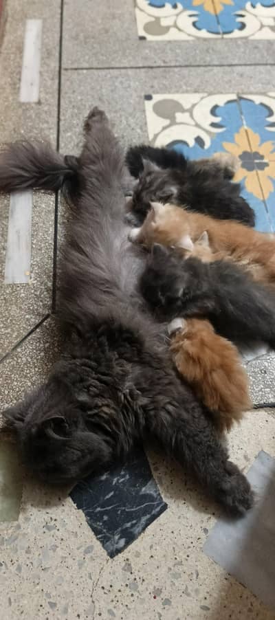 persian kitten 4 sale