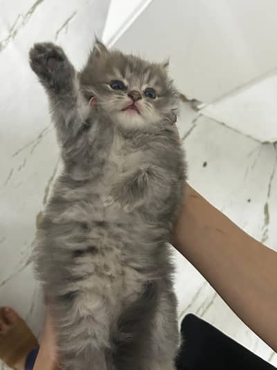 Pure Siberian kitten pair 03341123872