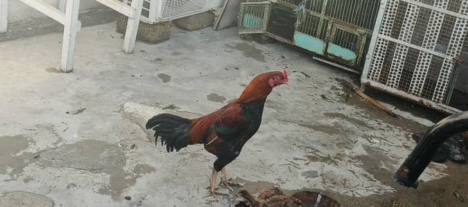 lakha assel young male