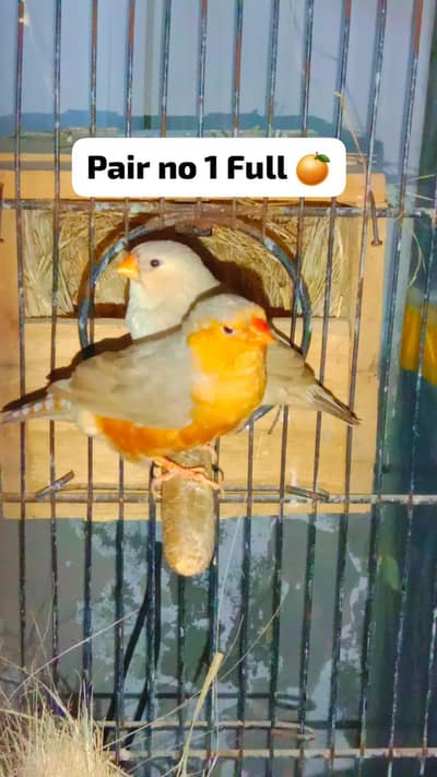 Full Orange Finch | Parson Finch | Shaftail | Cut throat |Star Finch