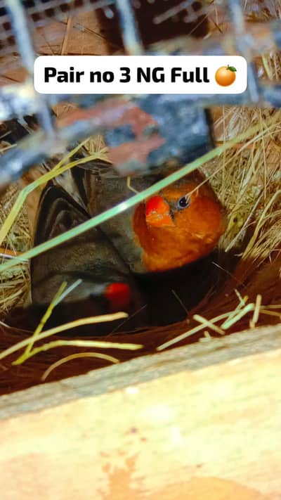 Full Orange Finch | Parson Finch | Shaftail | Cut throat |Star Finch