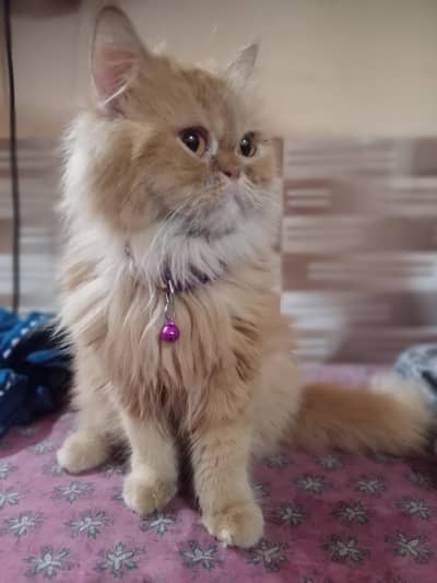 punch face person tepal corat