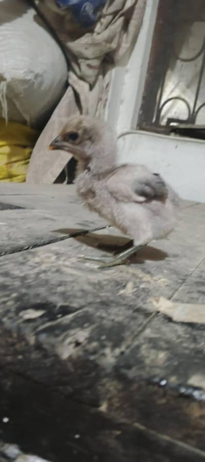 Thai dragon breed available