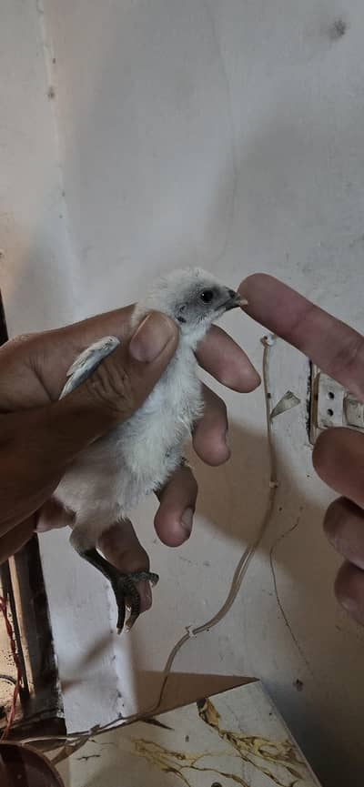 Thai dragon breed available