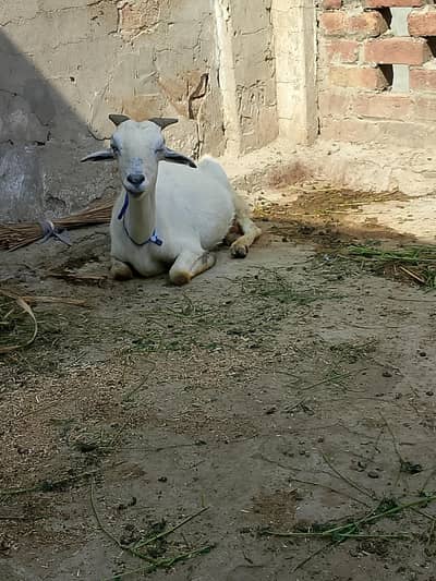 tadi. . barbari. dasi dogli tadi