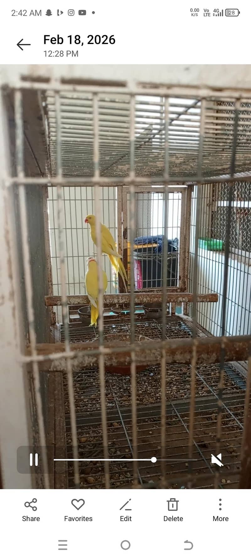yellow ringneck baredar pair 0