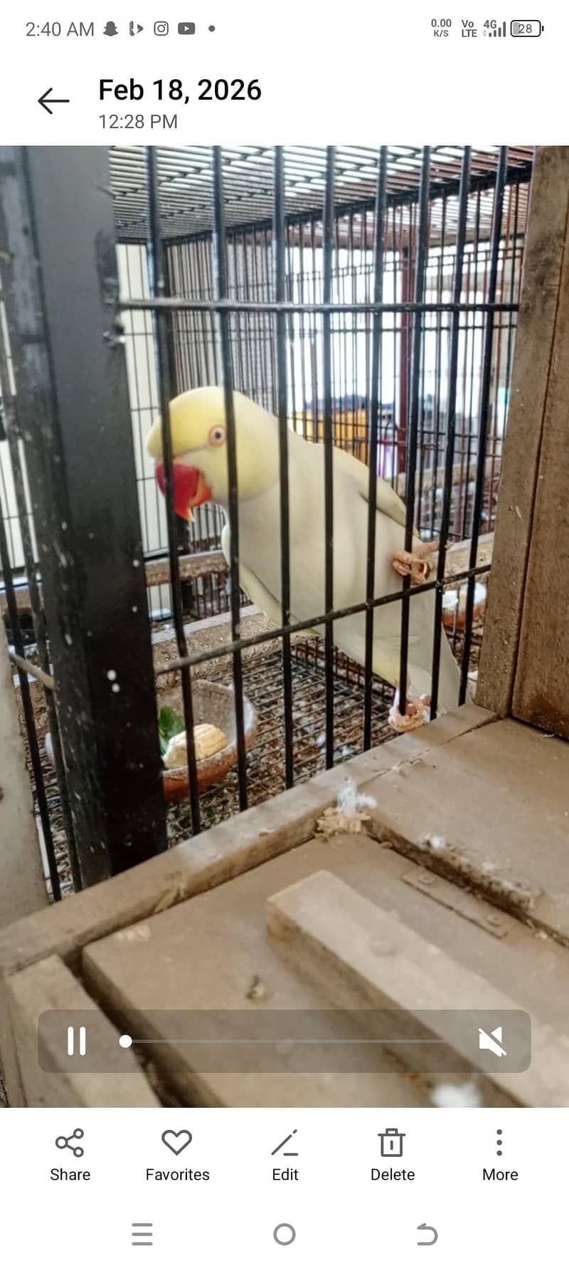 yellow ringneck baredar pair 1