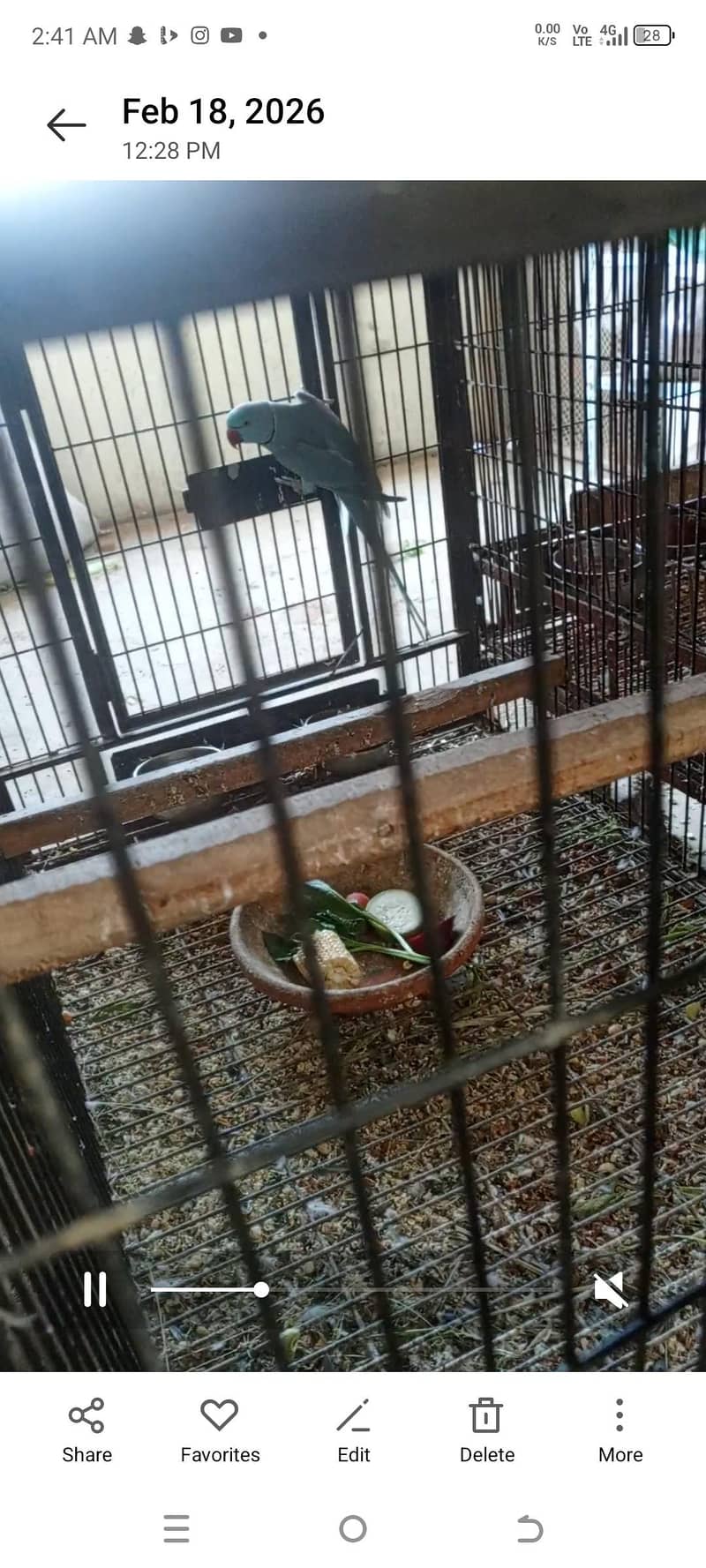 yellow ringneck baredar pair 2