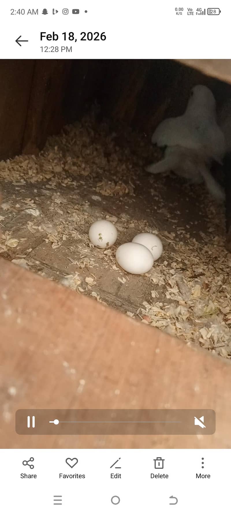 yellow ringneck baredar pair 3