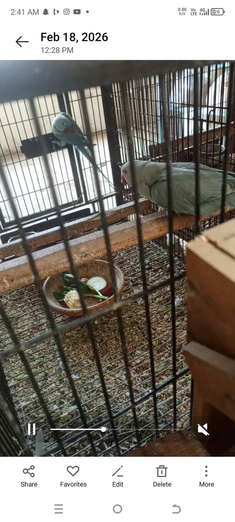 yellow ringneck baredar pair 4