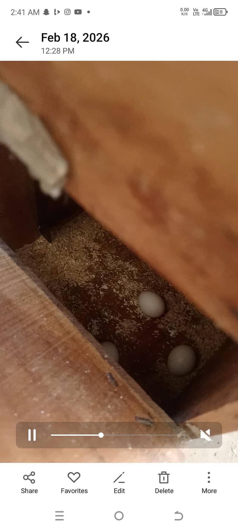 yellow ringneck baredar pair 5