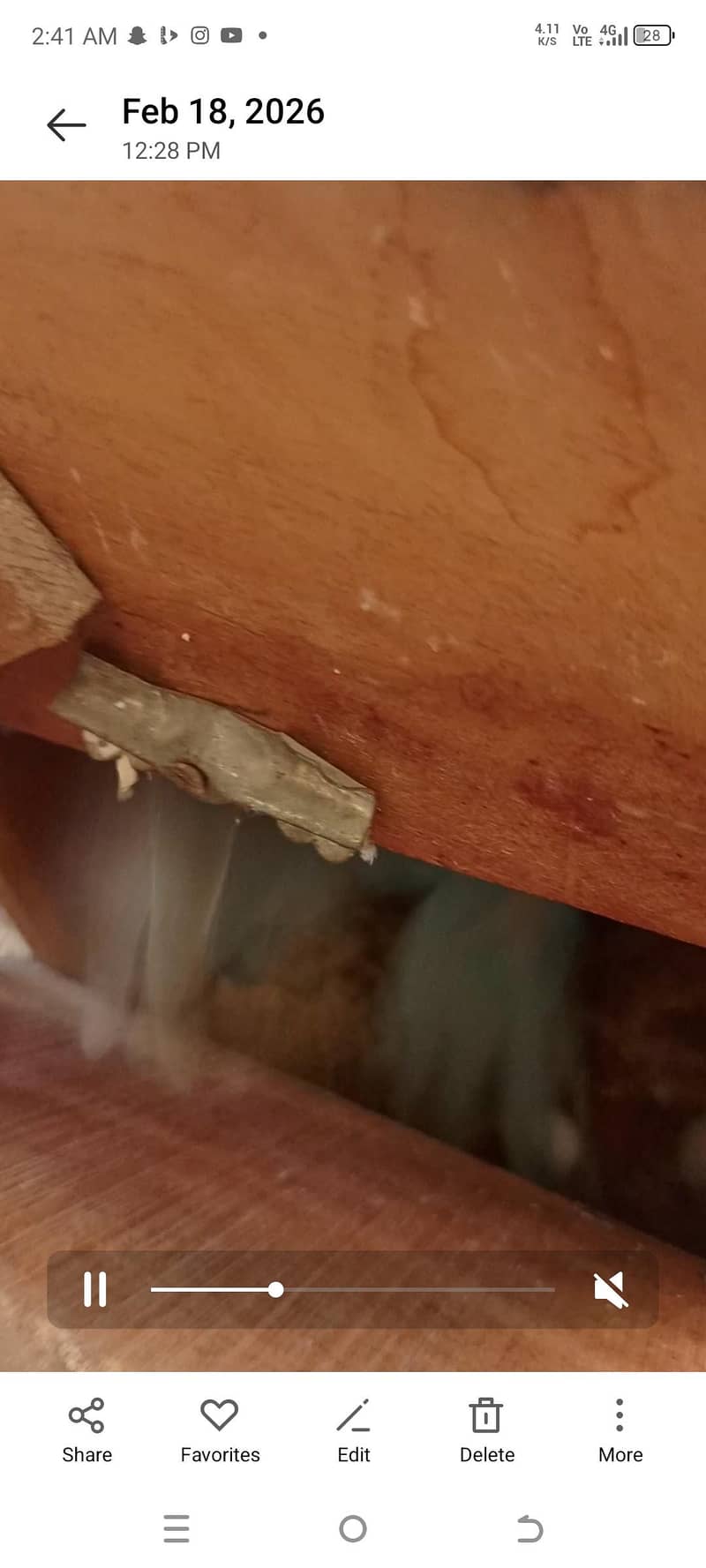 yellow ringneck baredar pair 6