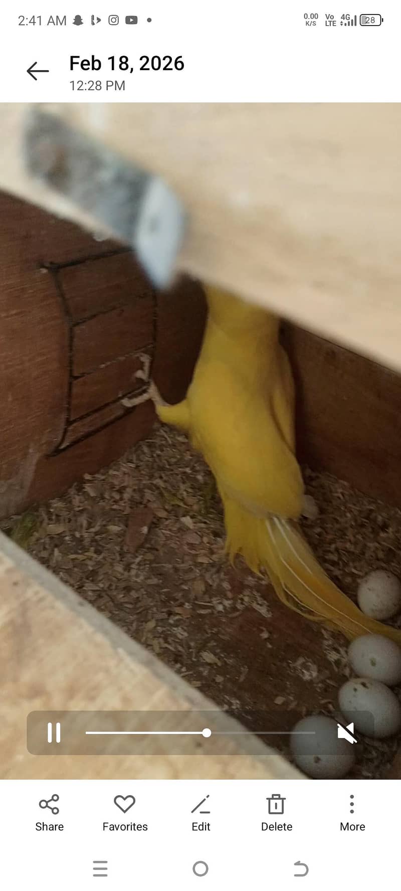 yellow ringneck baredar pair 7