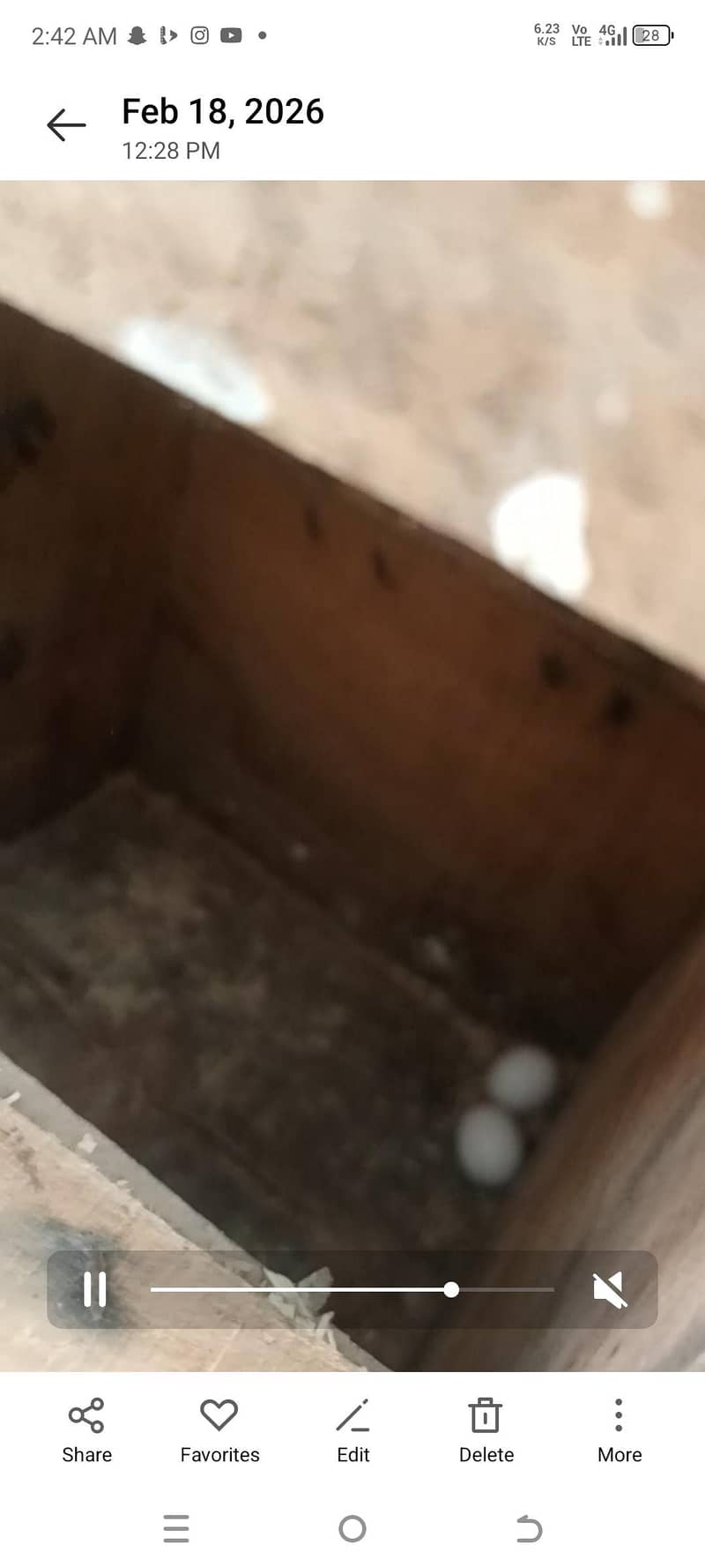 yellow ringneck baredar pair 8