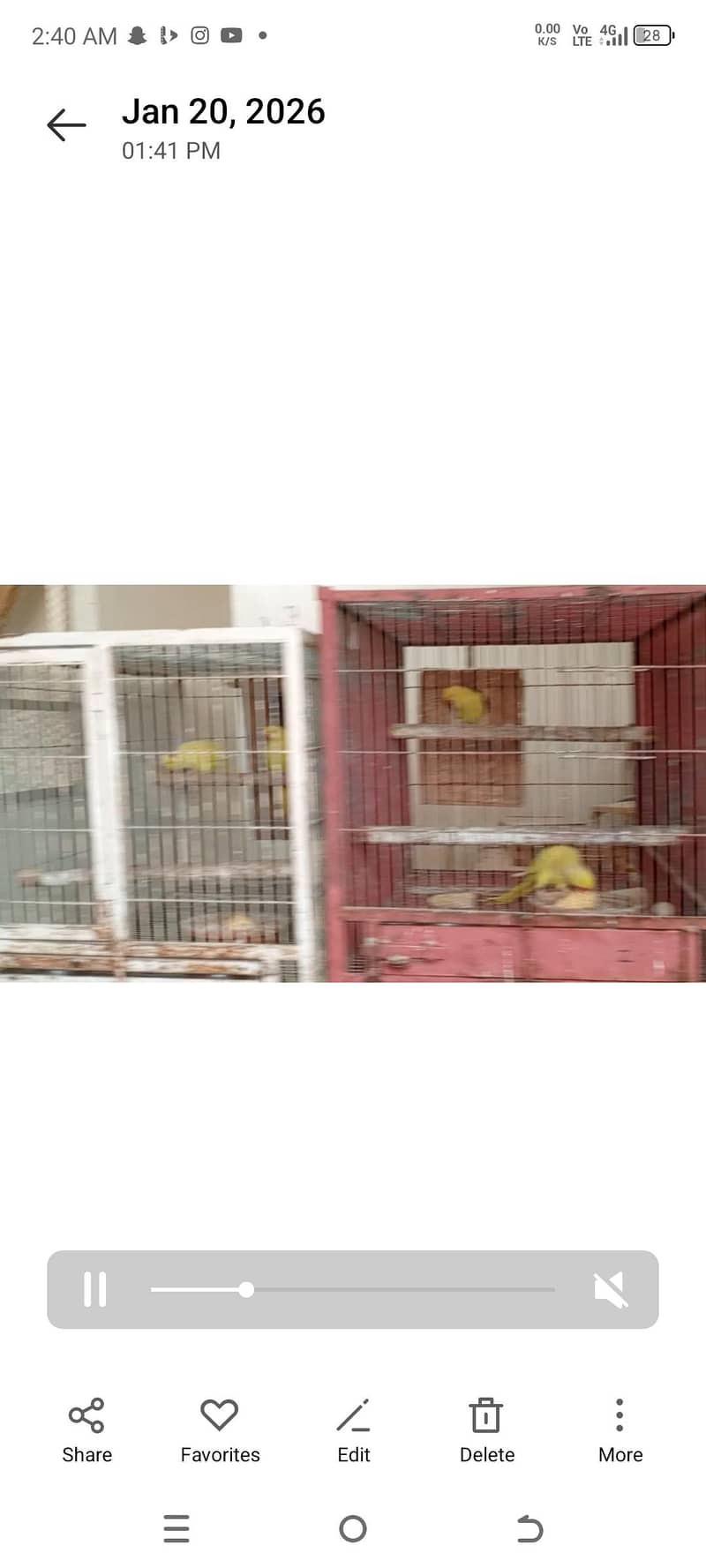 yellow ringneck baredar pair 9