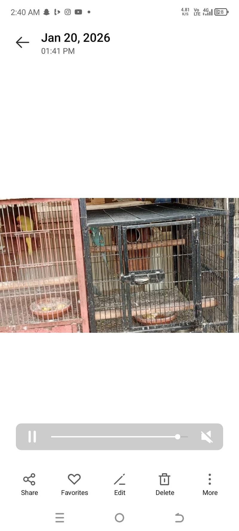 yellow ringneck baredar pair 10