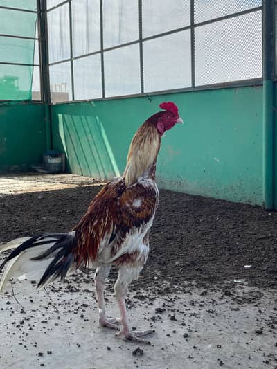 Mia wali murgha or ( Normal wali aseel murghi )