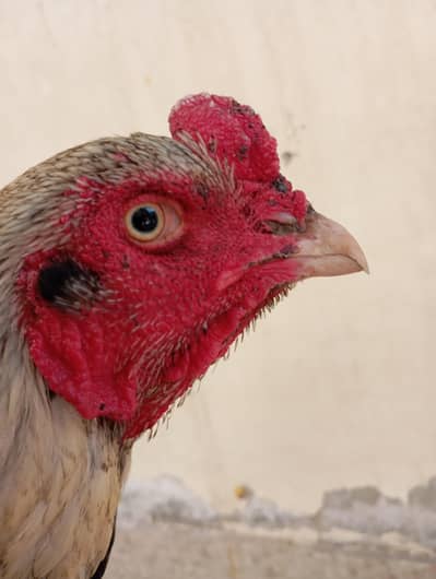 aseel murga for sale