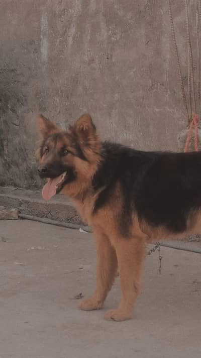 german shepherd friendly female for sell