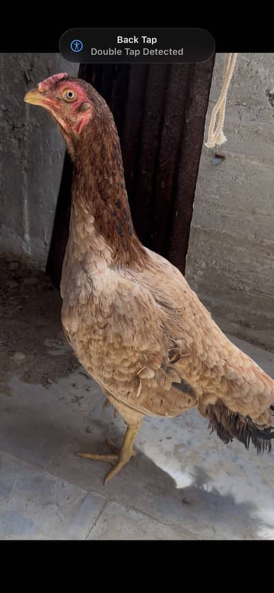 Asel murga 1 3 madiya asel