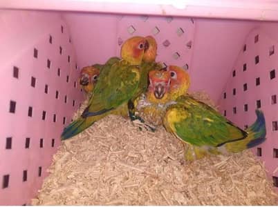 sunconure full Cover handtame chicks pair
