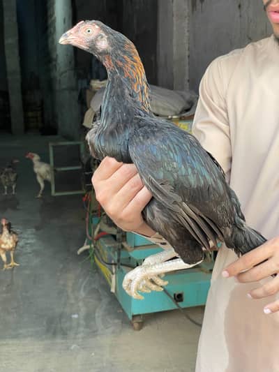 2 Aseel murgi lasani