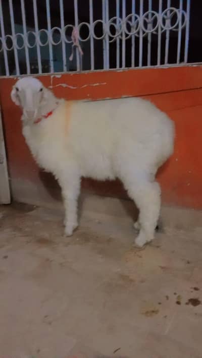 dumba for sale