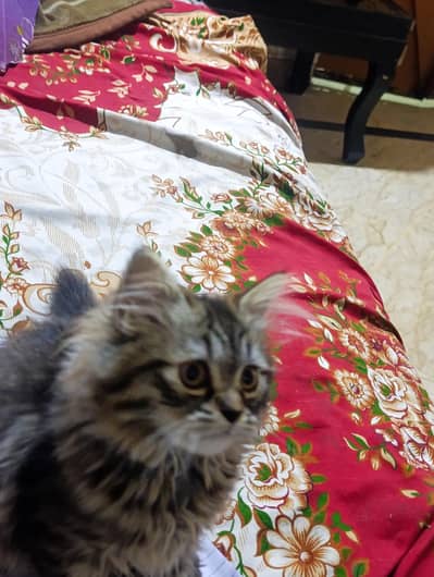 Persian Kitten for sale