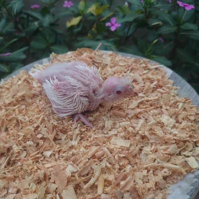 cocktails top quality hand feeding chicks available