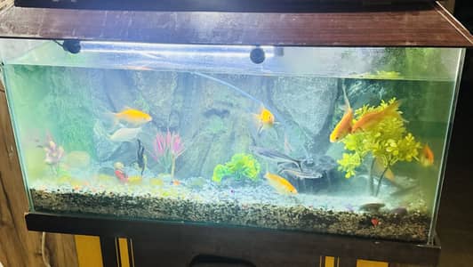 Fish Aquarium for sale in throw away price