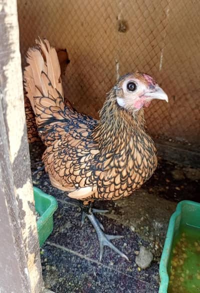 Golden sebrigth trio