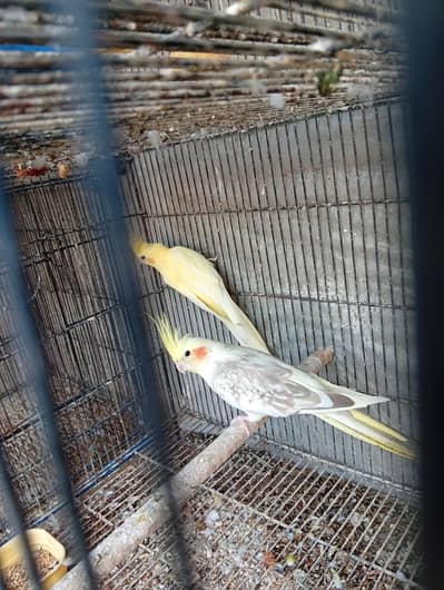 Common white cocktail