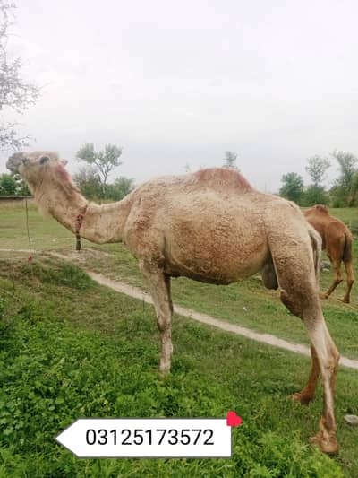 Qurbani camel for sale