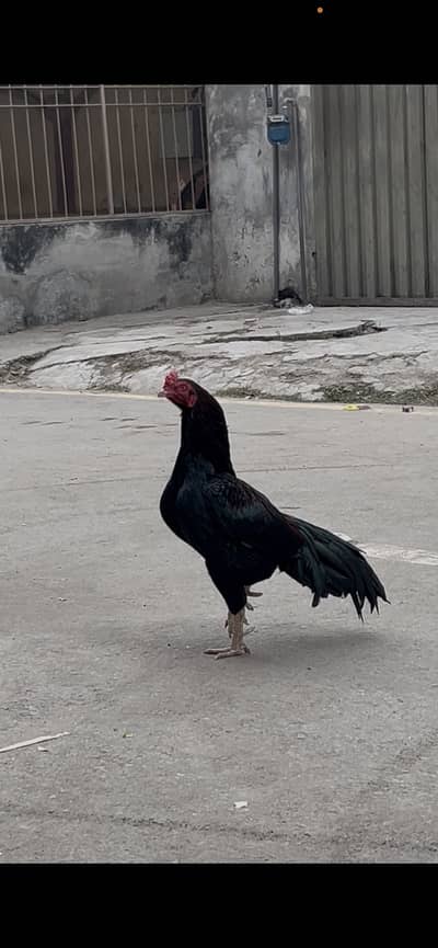 Pure Aseel miamwali breed