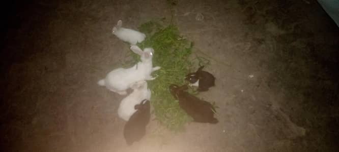 big child price800 and. small child 600 . some white and some black