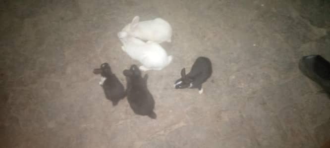 big child price800 and. small child 600 . some white and some black