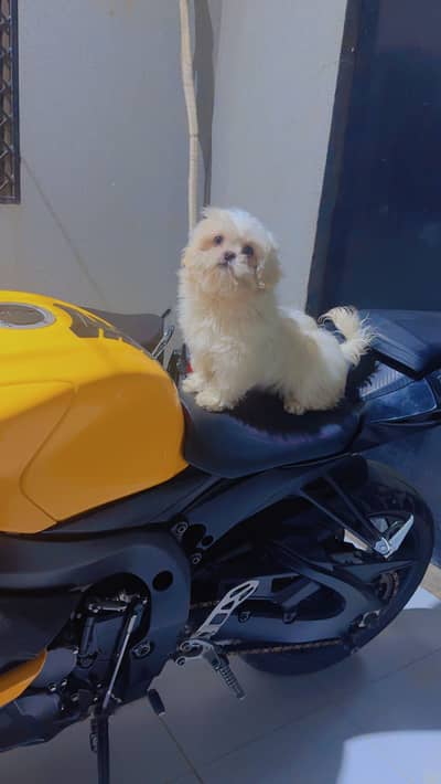 Pure white shihtzuu.