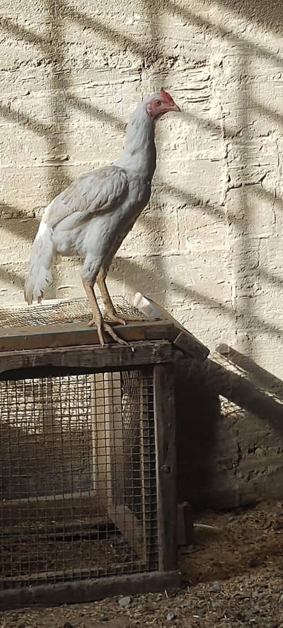 Aseel patha in white colour (final price)